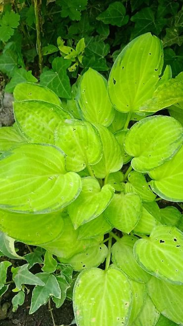 Дербейник Плакун трава цветёт все лето 150 200, ) Клематис кусты Bishkek - photo 5