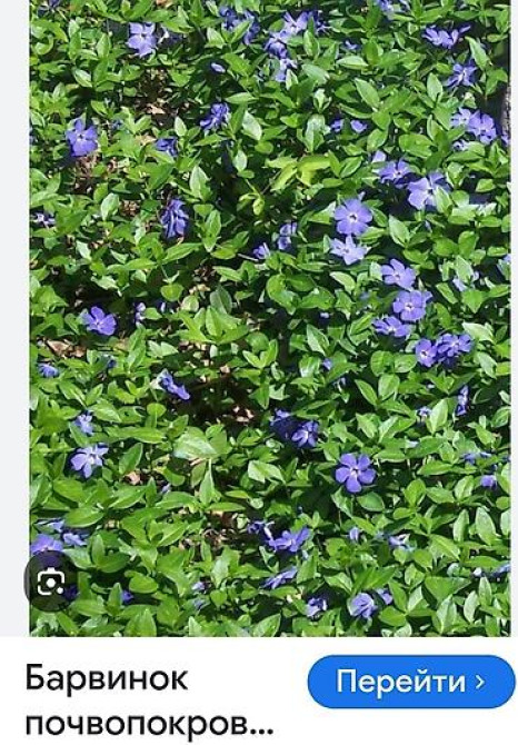 Дербейник Плакун трава цветёт все лето 150 200, ) Клематис кусты Bishkek - photo 9