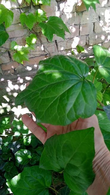 Дербейник Плакун трава цветёт все лето 150 200, ) Клематис кусты Bishkek - photo 6