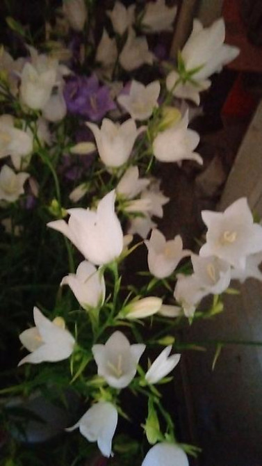 Дербейник Плакун трава цветёт все лето 150 200, ) Клематис кусты Bishkek - photo 7