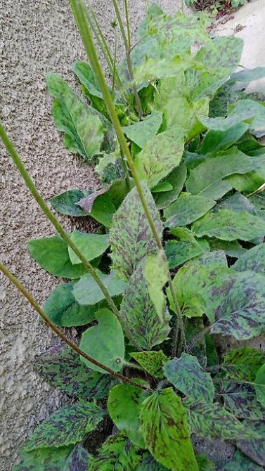 Дербейник Плакун трава цветёт все лето 150 200, ) Клематис кусты Bishkek - photo 12