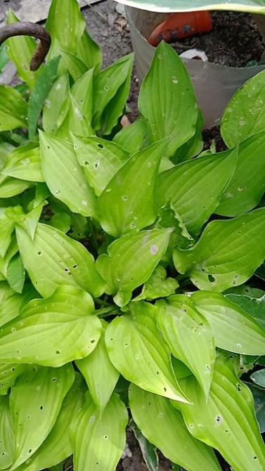 Дербейник Плакун трава цветёт все лето 150 200, ) Клематис кусты Bishkek - photo 24