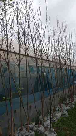 Чынар,Платан,Саженцы деревьев в мешках с комом земли. - Порода Bishkek