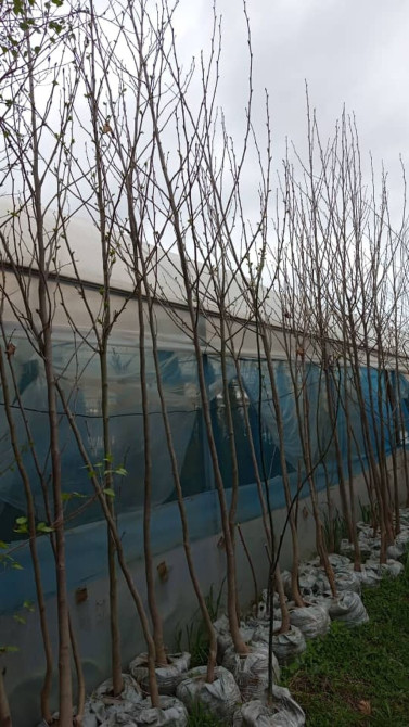 Чынар,Платан,Саженцы деревьев в мешках с комом земли. - Порода Bishkek - photo 1