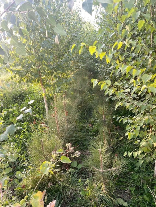 Саженцы деревьев для озеленения. Доступны: - Берёза (Betula) Bishkek - photo 1