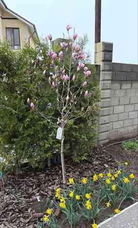 Магнолия - суланжа GENIE Магнолия с закрытой корневой системой Bishkek