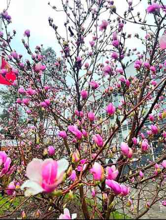 Магнолия - суланжа GENIE Магнолия с закрытой корневой системой Bishkek