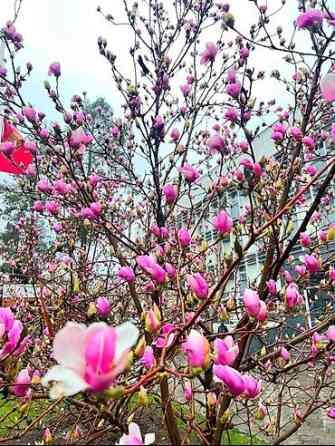 Магнолия - суланжа GENIE Магнолия с закрытой корневой системой Bishkek
