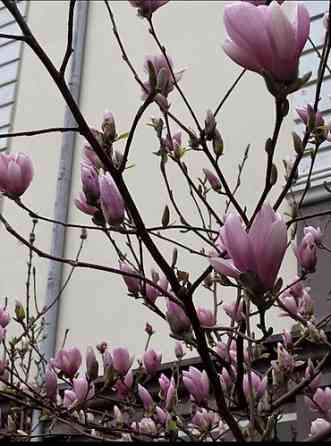 Магнолия - суланжа GENIE Магнолия с закрытой корневой системой Bishkek