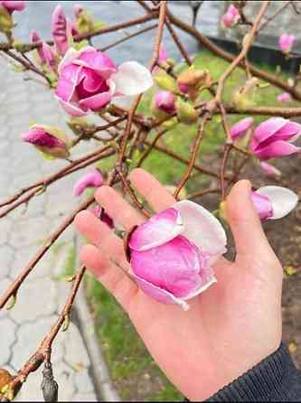 Магнолия - суланжа GENIE Магнолия с закрытой корневой системой Bishkek