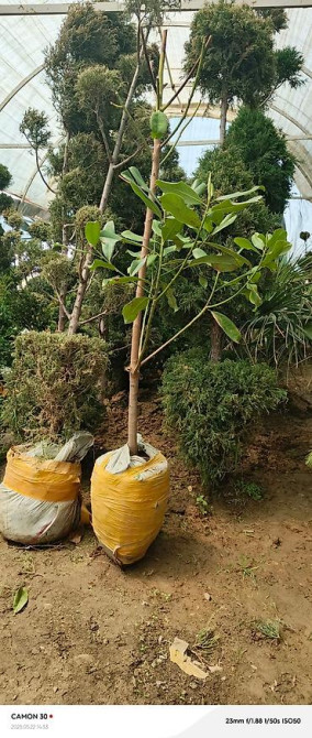 Магнолия - суланжа GENIE Магнолия с закрытой корневой системой Bishkek - photo 16