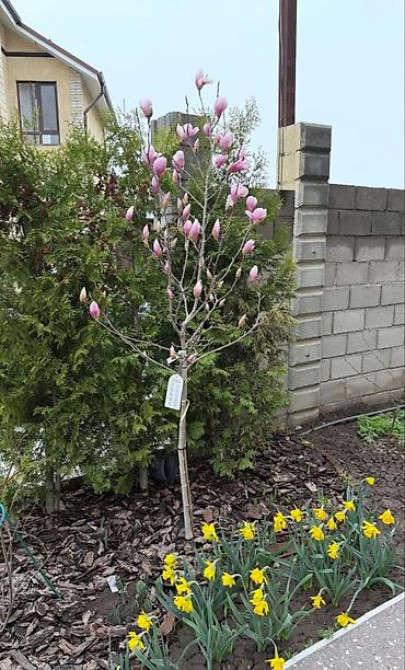 Магнолия - суланжа GENIE Магнолия с закрытой корневой системой Bishkek - photo 47