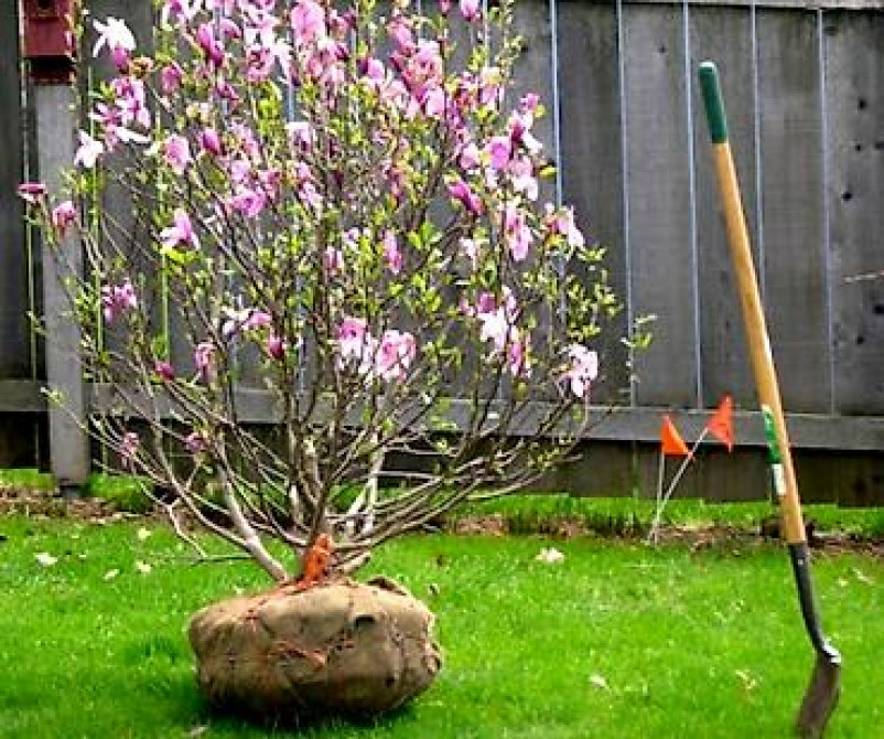 Магнолия - суланжа GENIE Магнолия с закрытой корневой системой Bishkek - photo 31