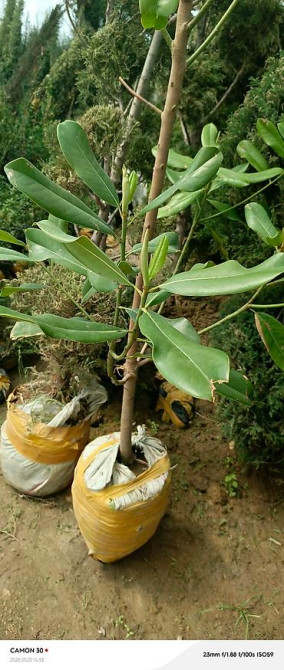 Магнолия - суланжа GENIE Магнолия с закрытой корневой системой Bishkek - photo 15