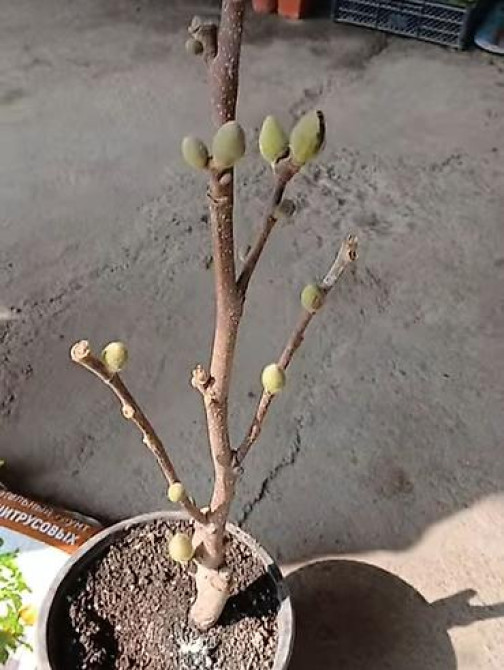 Магнолия - суланжа GENIE Магнолия с закрытой корневой системой Bishkek - photo 20