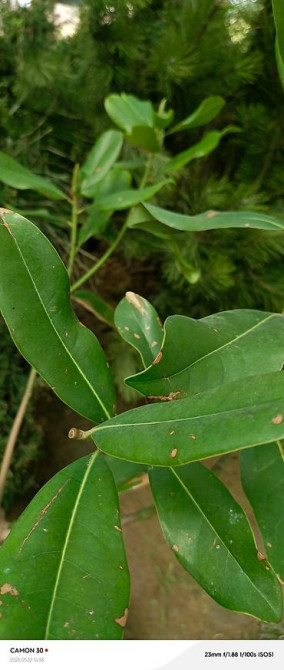 Магнолия - суланжа GENIE Магнолия с закрытой корневой системой Bishkek - photo 34
