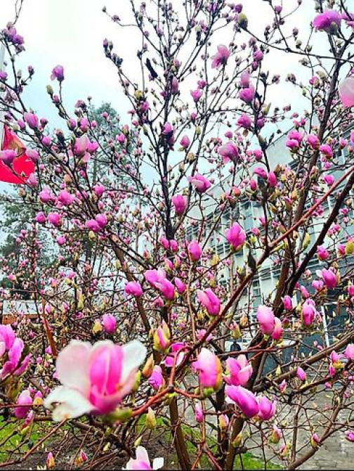 Магнолия - суланжа GENIE Магнолия с закрытой корневой системой Bishkek - photo 44