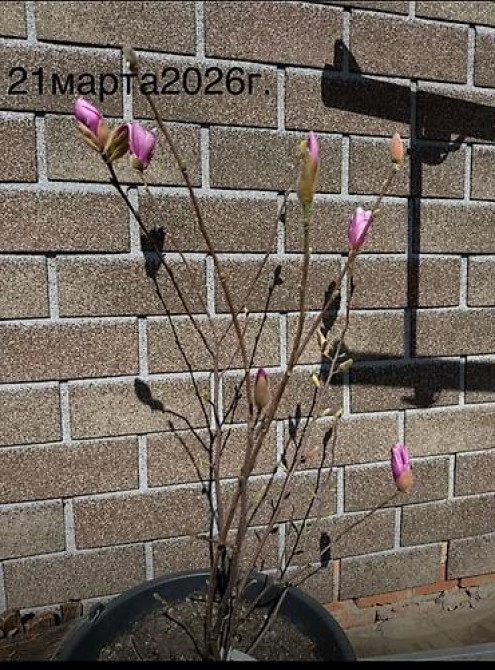 Магнолия - суланжа GENIE Магнолия с закрытой корневой системой Bishkek - photo 28