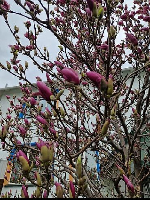 Магнолия - суланжа GENIE Магнолия с закрытой корневой системой Bishkek - photo 1