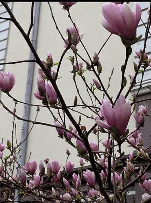 Магнолия - суланжа GENIE Магнолия с закрытой корневой системой Bishkek - photo 42