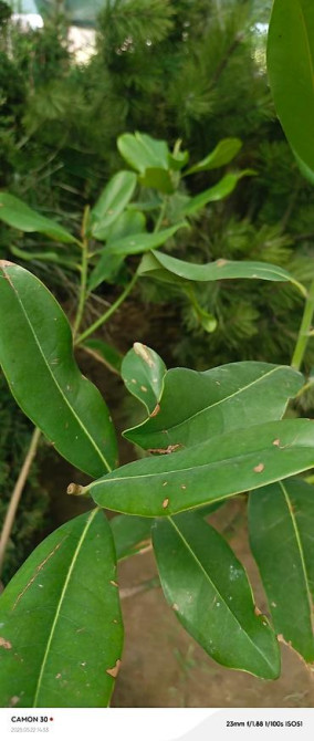 Магнолия - суланжа GENIE Магнолия с закрытой корневой системой Bishkek - photo 35