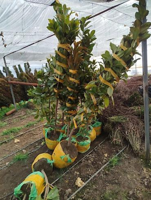 Магнолия - суланжа GENIE Магнолия с закрытой корневой системой Bishkek - photo 30