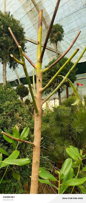 Магнолия - суланжа GENIE Магнолия с закрытой корневой системой Bishkek - photo 40