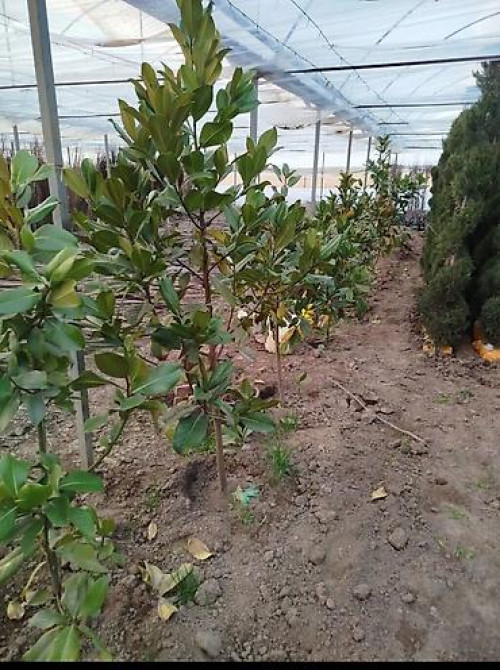 Магнолия - суланжа GENIE Магнолия с закрытой корневой системой Bishkek - photo 50