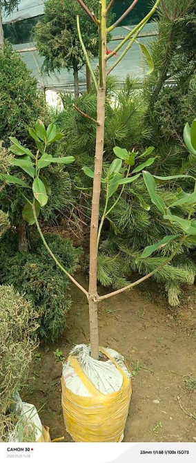 Магнолия - суланжа GENIE Магнолия с закрытой корневой системой Bishkek - photo 39