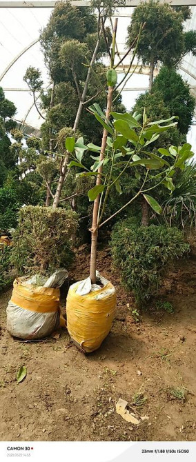 Магнолия - суланжа GENIE Магнолия с закрытой корневой системой Bishkek - photo 17