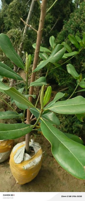 Магнолия - суланжа GENIE Магнолия с закрытой корневой системой Bishkek - photo 12