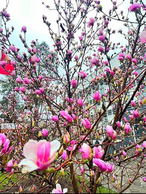 Магнолия - суланжа GENIE Магнолия с закрытой корневой системой Bishkek - photo 27