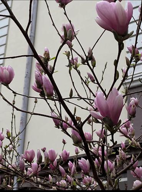 Магнолия - суланжа GENIE Магнолия с закрытой корневой системой Bishkek - photo 24