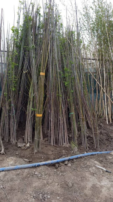 Саженцы деревьев и декоративных растений для озеленения - Породы Bishkek - photo 1