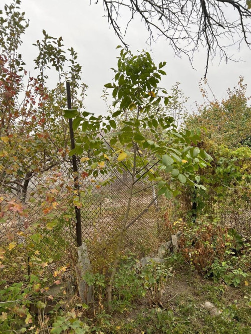Продаю грецкий орех, 3х летний
Новопавловка Bishkek - photo 1