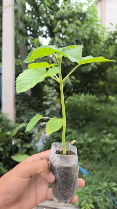 Саженцы Bishkek - photo 1