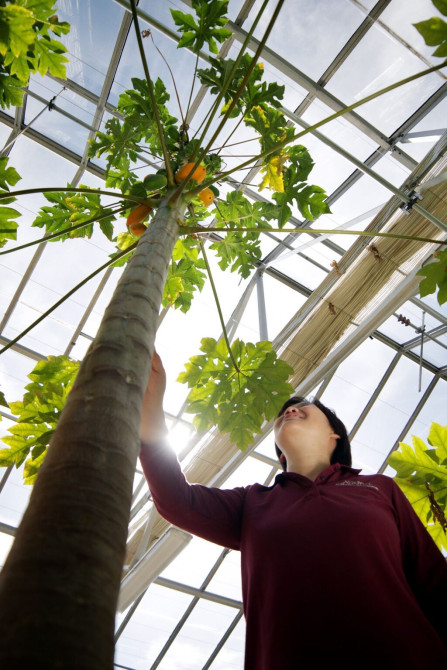 Саженцы папайи!!! ???????????? Дерево папайи может вырастать до 2,3 метра в Bishkek - photo 1