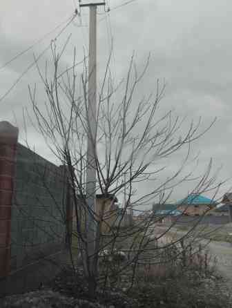 Ореховое дерево тонкая скорлупа !!! Bishkek