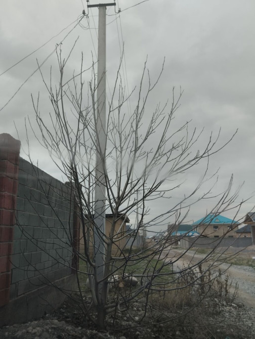 Ореховое дерево тонкая скорлупа !!! Bishkek - photo 1