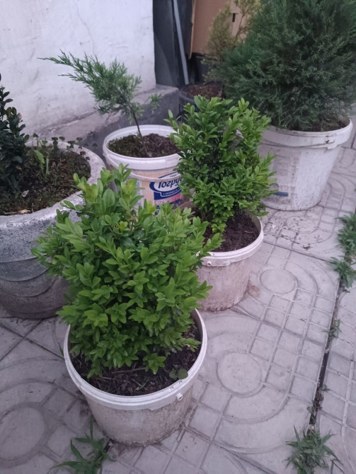 Осталось штук 20 не более ! Самшит вечнозеленый. предложение Bishkek - photo 1