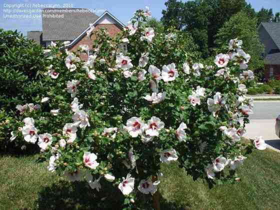 Продаю Кустики гибискуса Уличный сирийский ( розовый и белый ) Бишкек