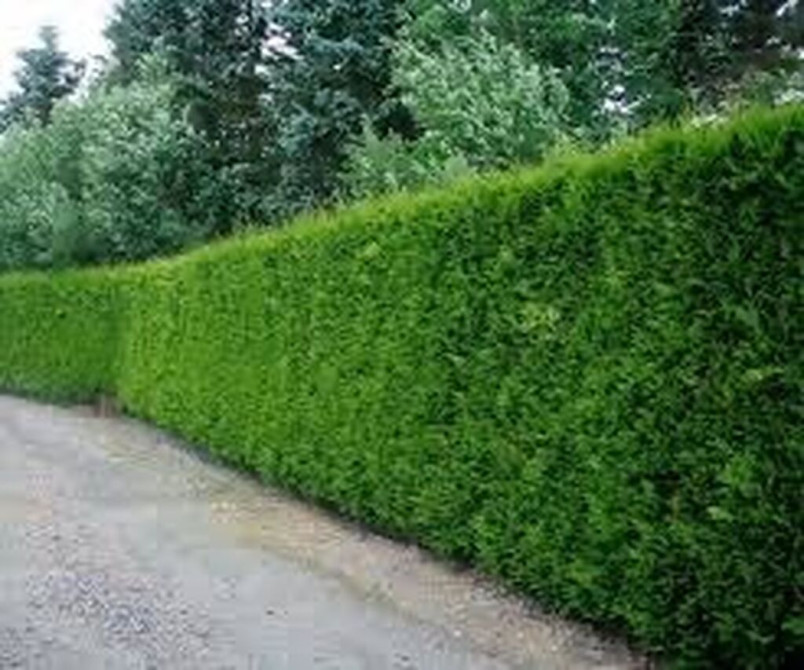 Туя Брабант (Brabant) – вечнозелёное растение из семейства Bishkek - photo 1