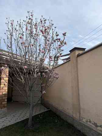 Магнолия (декоративное листопадное дерево) с крупными Bishkek