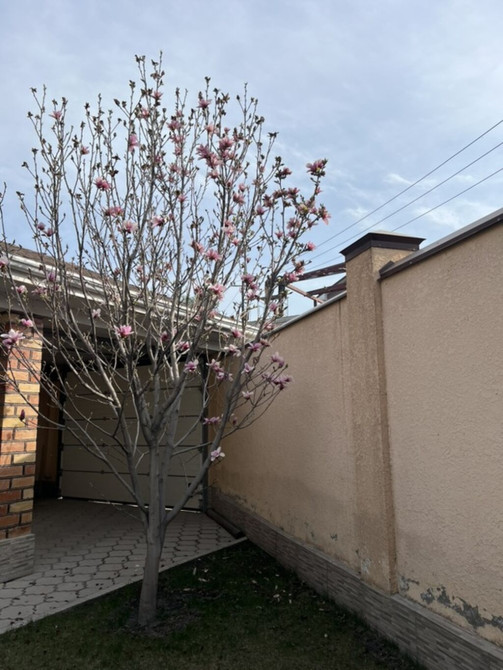 Магнолия (декоративное листопадное дерево) с крупными Bishkek - photo 1