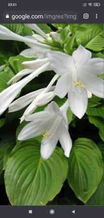 Хоста- многолетнее садовое растение прекрасное украшение вашего сада Bishkek