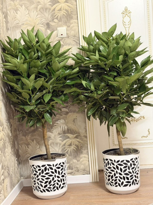 ???? Кариса — стильное комнатное растение ???? Высота: 150 см ???? Цена: 4500 Bishkek - photo 1