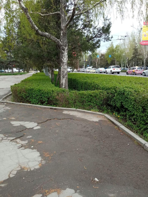 Живая озгородь( Свидина кроваво-красная) 12 сом Bishkek - photo 1