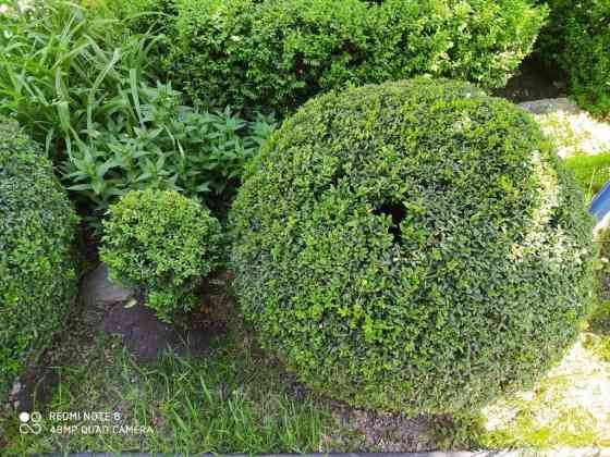 Продаю Самшит, Большой выбор, цена Договорная. Сергей Бишкек