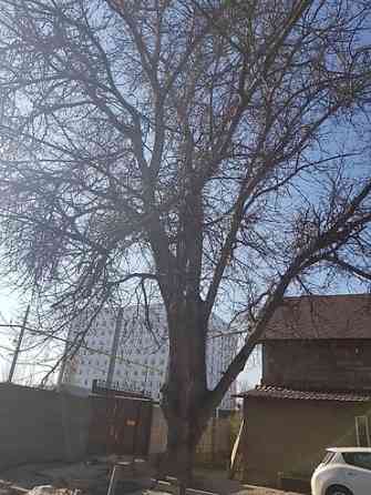 Продаю 2 дерева на дрова ! 1 орех 1 курагач . большие деревья на Bishkek