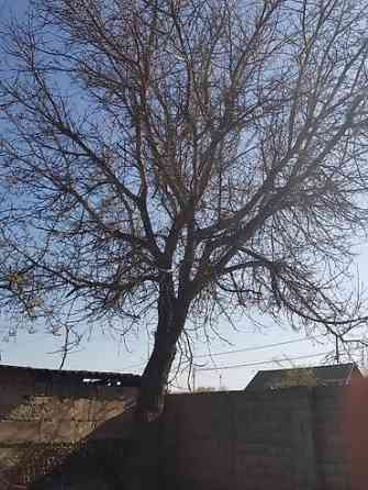 Продаю 2 дерева на дрова ! 1 орех 1 курагач . большие деревья на Bishkek